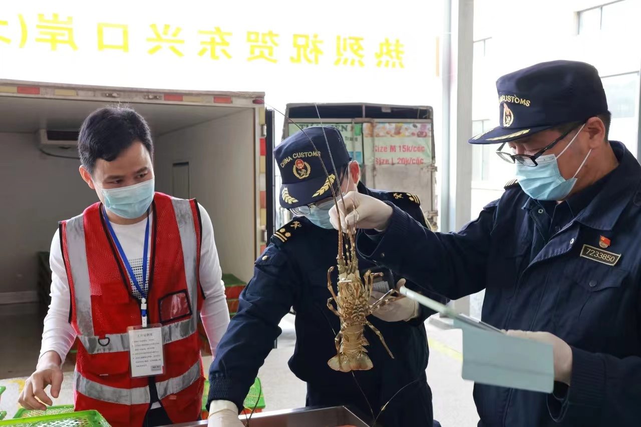 东兴口岸首票进境龙虾海关查验现场